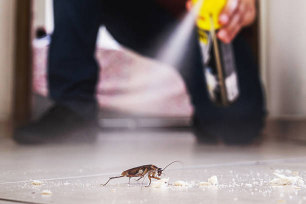 Trusted Norton, VA Pest Control Experts